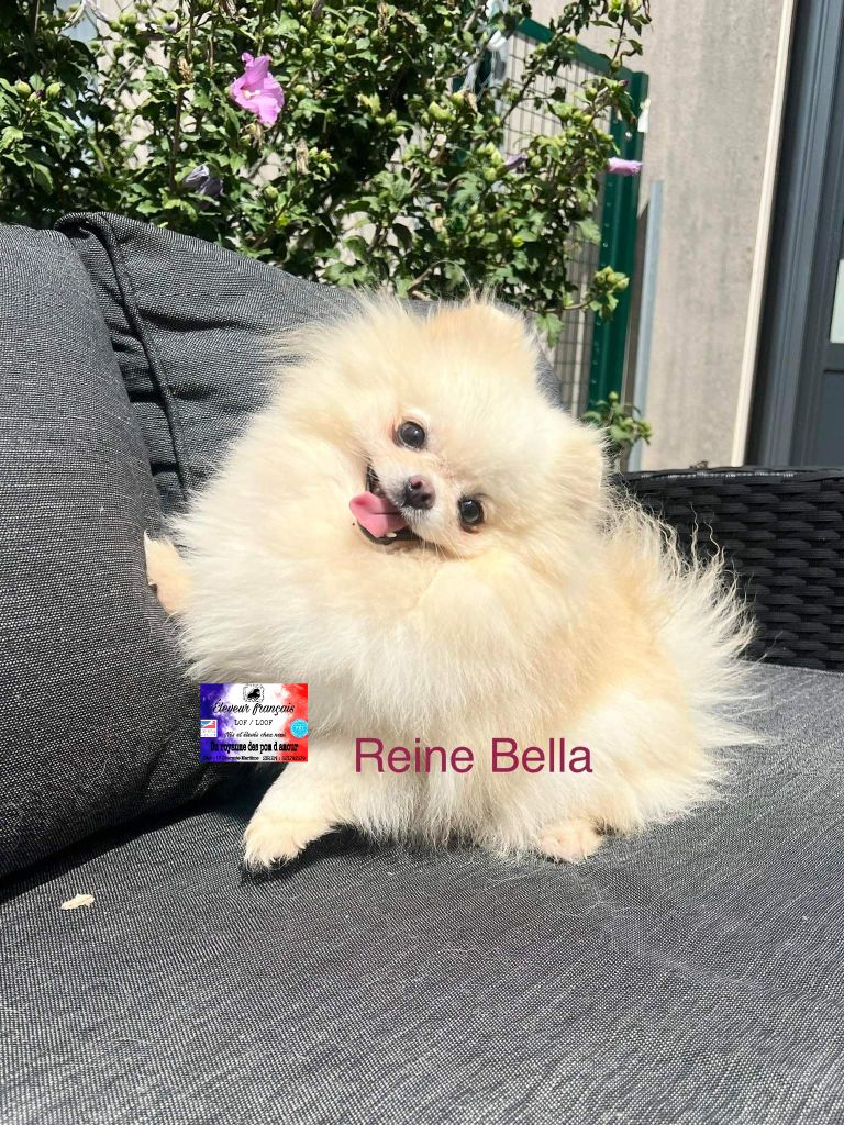 Reine bella Du Royaume Des Pom d'Amour