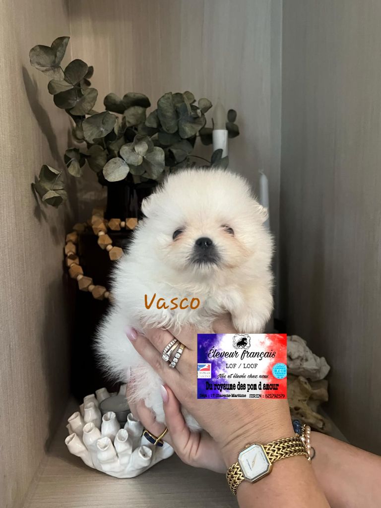 Du Royaume Des Pom d'Amour - Chiot disponible  - Spitz allemand