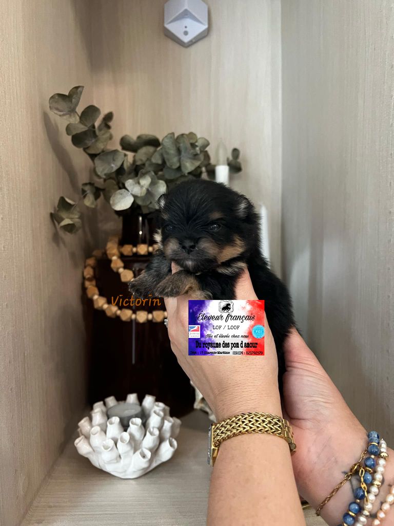 Du Royaume Des Pom d'Amour - Chiot disponible  - Spitz allemand