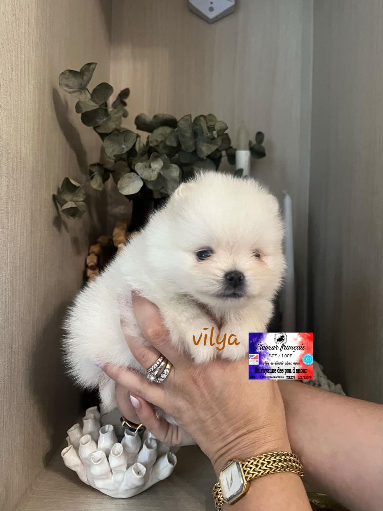 Du Royaume Des Pom d'Amour - Chiot disponible  - Spitz allemand