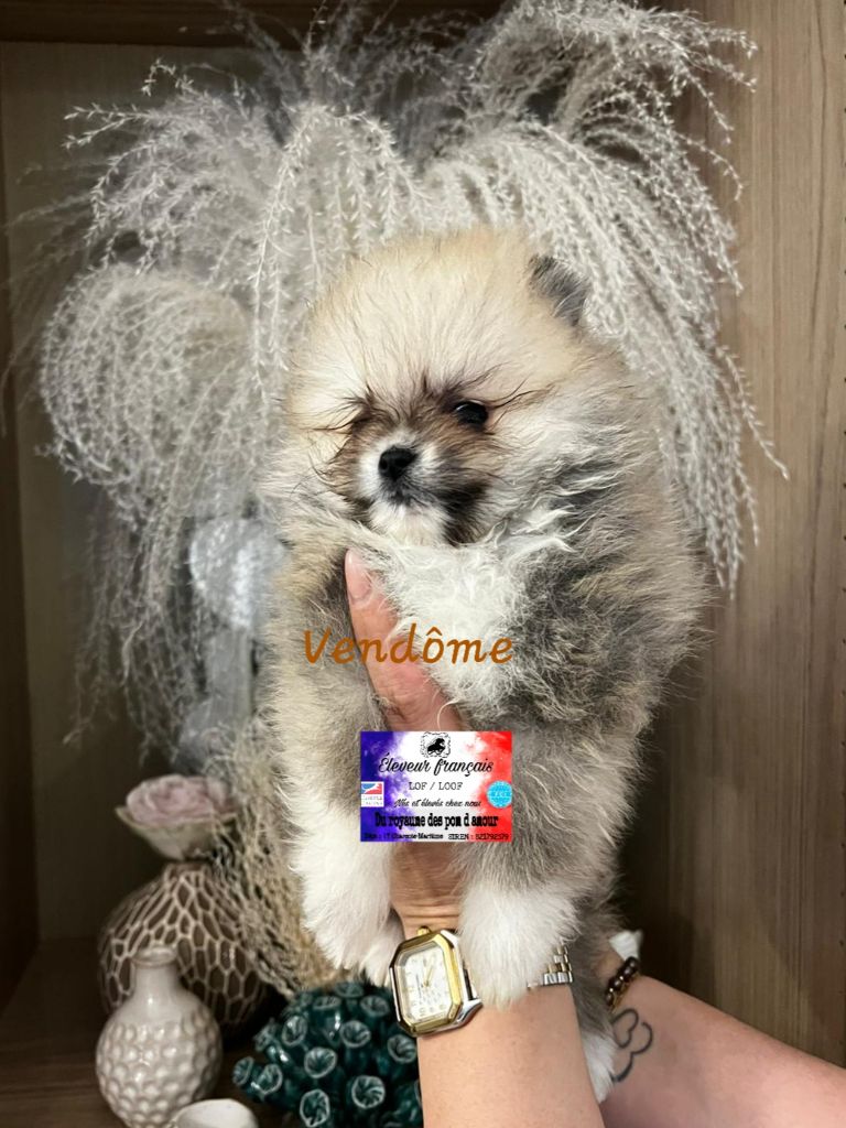 Du Royaume Des Pom d'Amour - Chiot disponible  - Spitz allemand