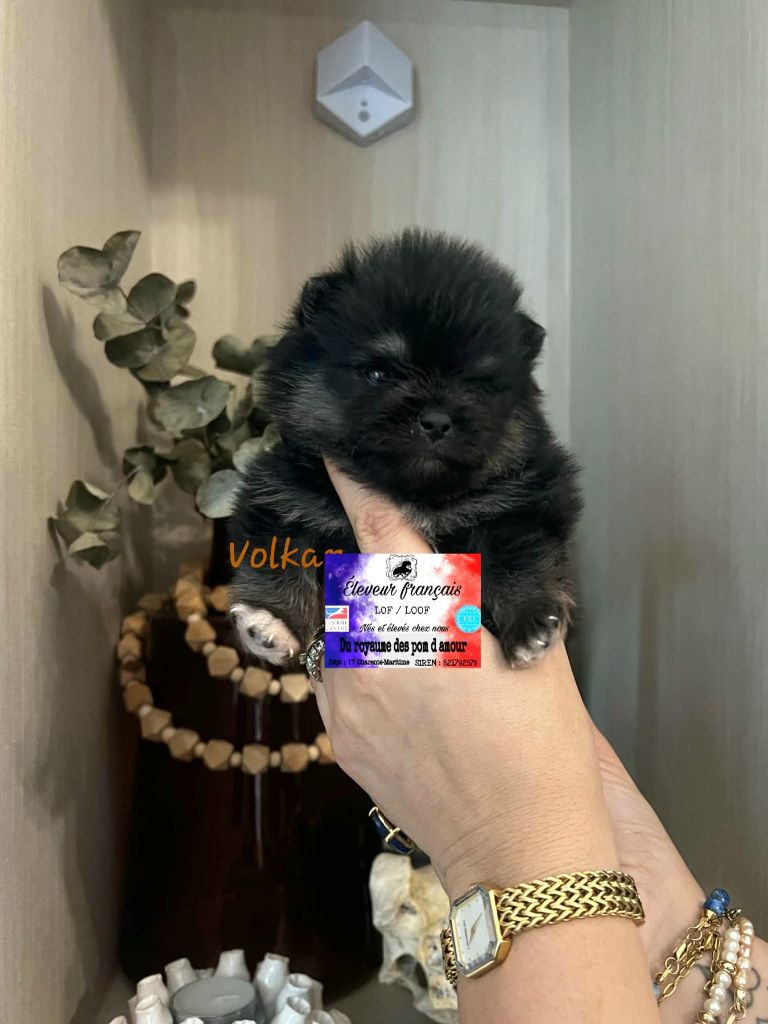 Du Royaume Des Pom d'Amour - Chiot disponible  - Spitz allemand