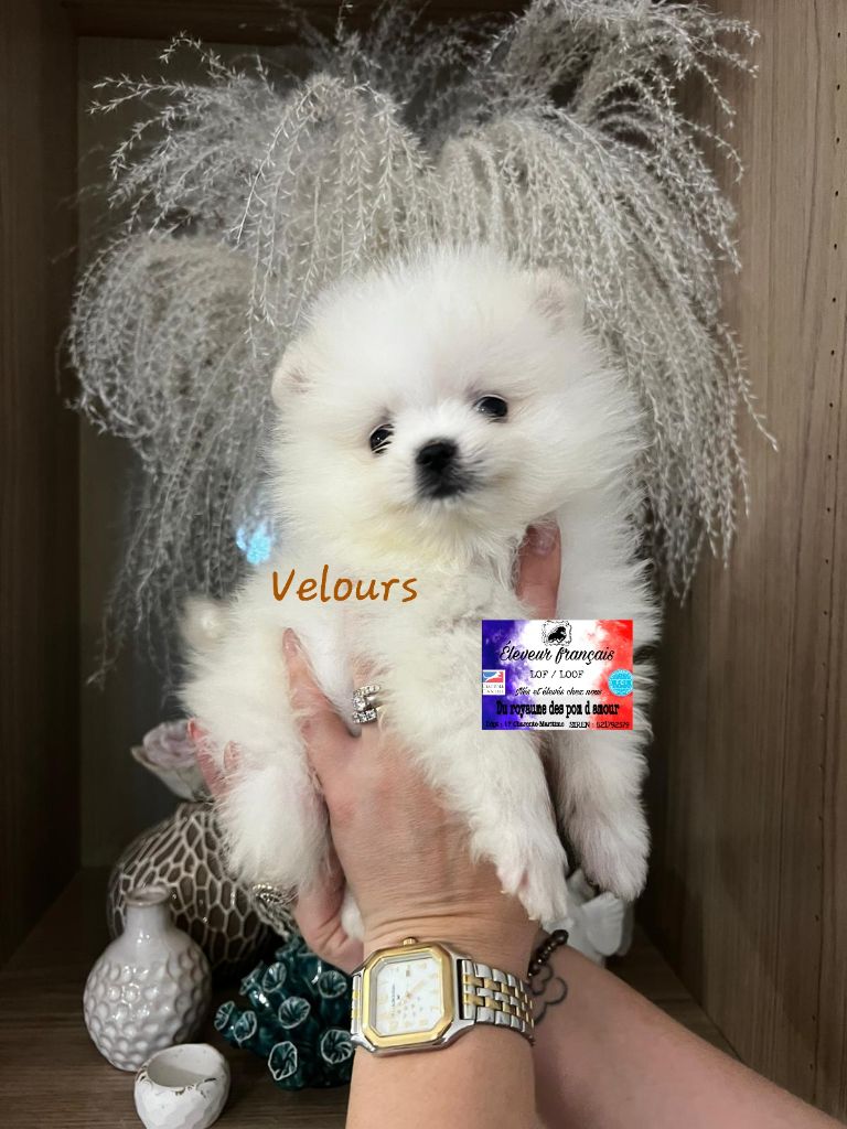 Du Royaume Des Pom d'Amour - Chiot disponible  - Spitz allemand