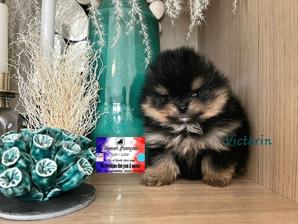 Du Royaume Des Pom d'Amour - Chiot disponible  - Spitz allemand