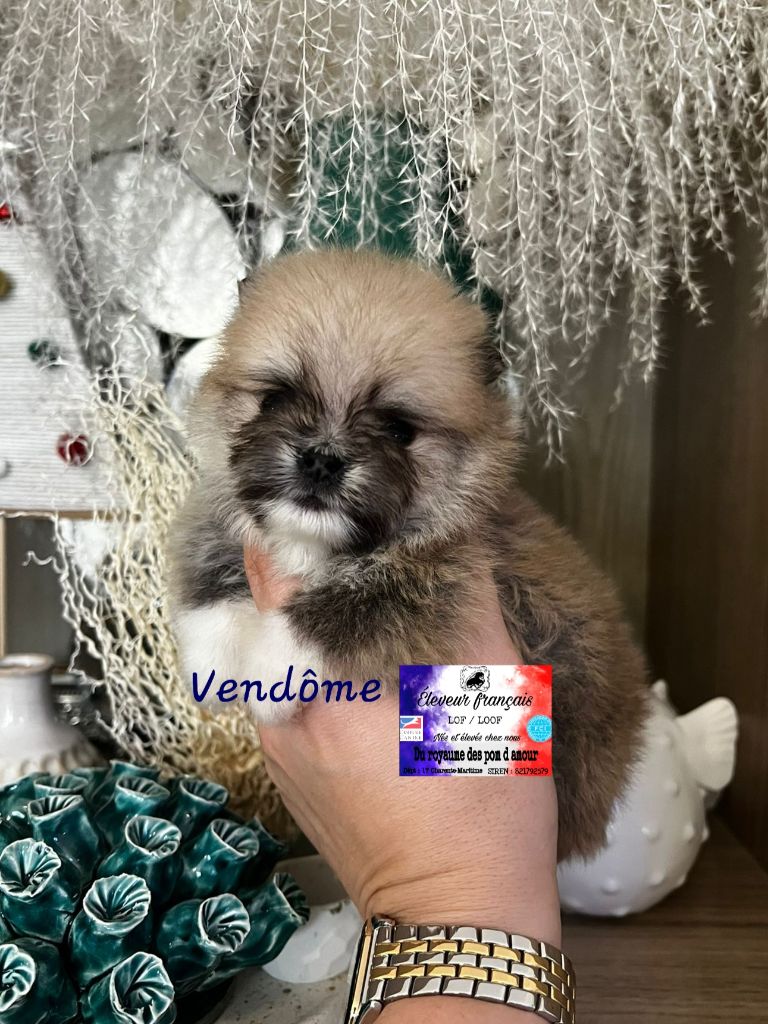 Du Royaume Des Pom d'Amour - Chiot disponible  - Spitz allemand