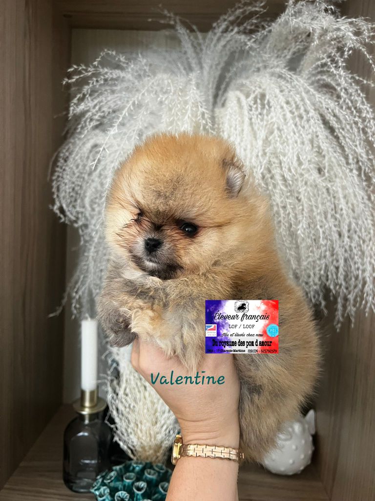 Du Royaume Des Pom d'Amour - Chiot disponible  - Spitz allemand