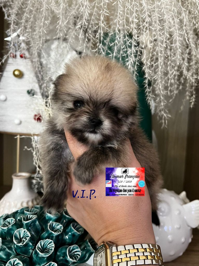 Du Royaume Des Pom d'Amour - Chiot disponible  - Spitz allemand