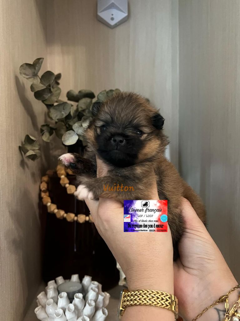 Du Royaume Des Pom d'Amour - Chiot disponible  - Spitz allemand