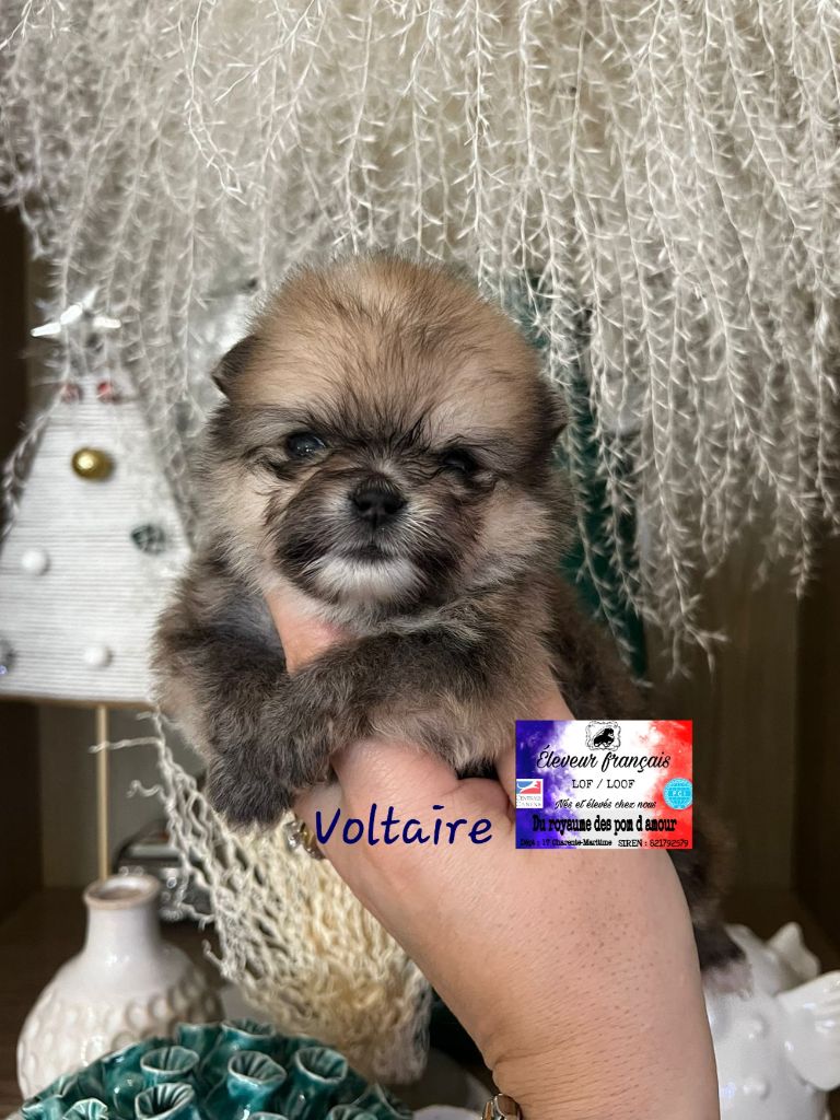 Du Royaume Des Pom d'Amour - Chiot disponible  - Spitz allemand