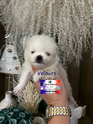 Velours 