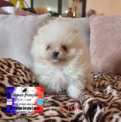 star micro pomeranian 