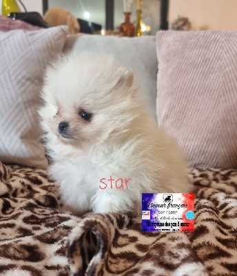 star micro pomeranian 