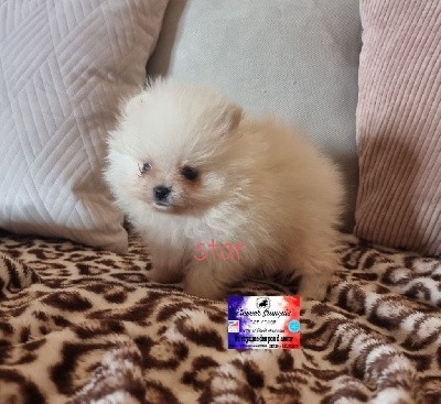 star micro pomeranian 