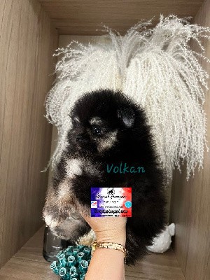 VOLKAN