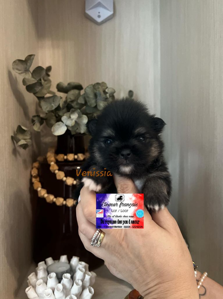 Du Royaume Des Pom d'Amour - Chiot disponible  - Spitz allemand