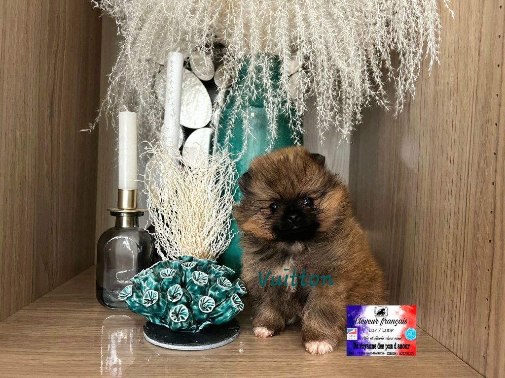 Du Royaume Des Pom d'Amour - Chiot disponible  - Spitz allemand