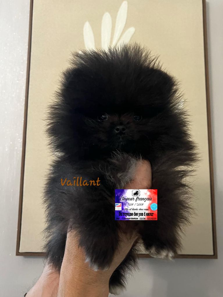 Du Royaume Des Pom d'Amour - Chiot disponible  - Spitz allemand