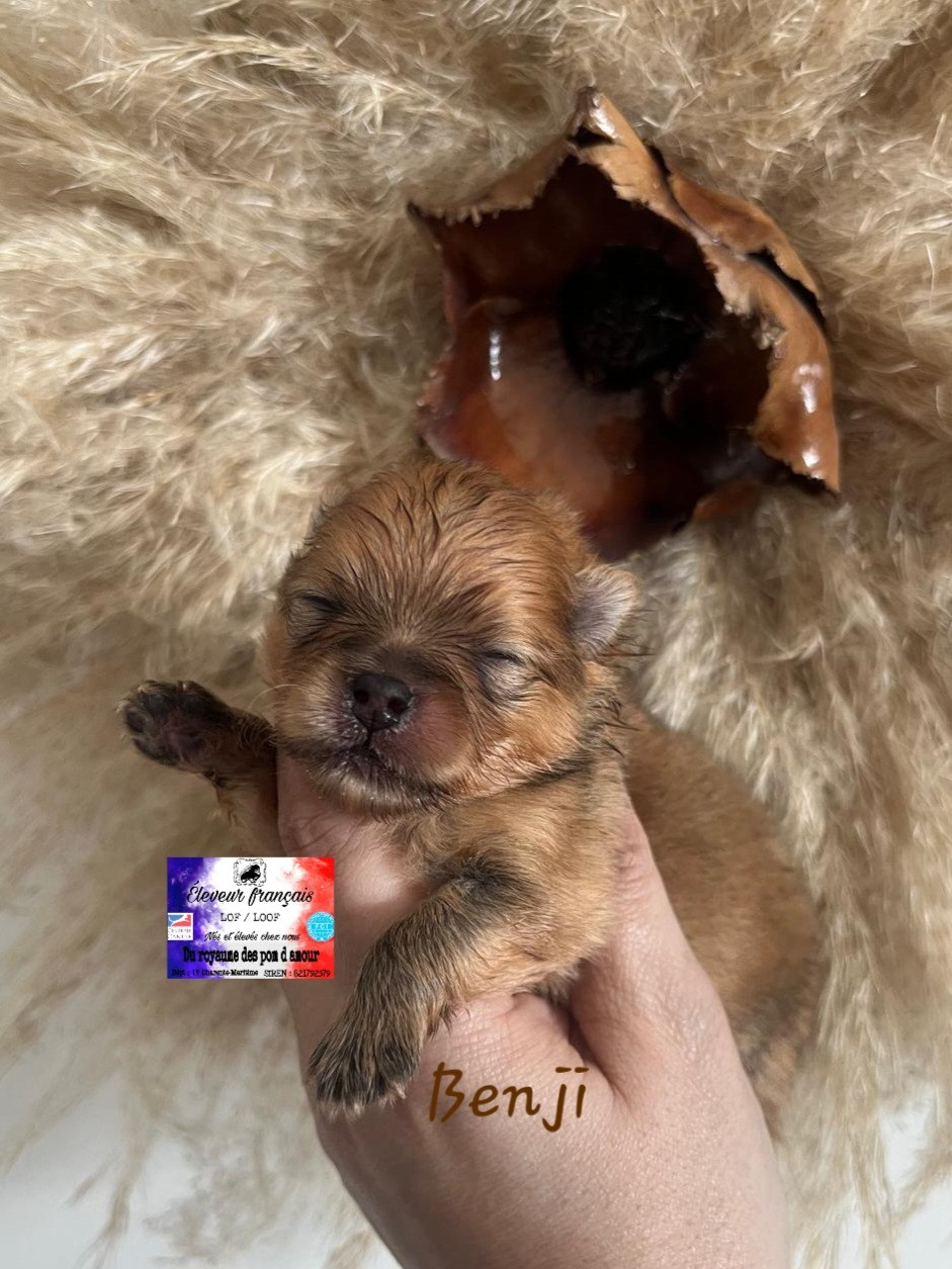 Du Royaume Des Pom d'Amour - Chiots disponibles - Spitz allemand