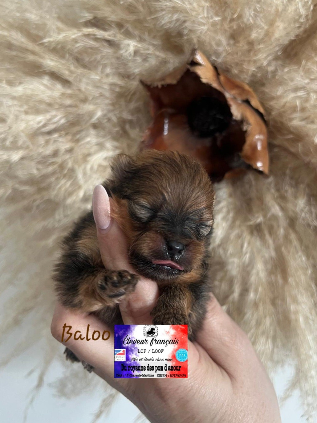 Du Royaume Des Pom d'Amour - Chiots disponibles - Spitz allemand