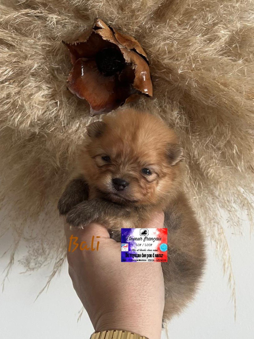 Du Royaume Des Pom d'Amour - Chiots disponibles - Spitz allemand