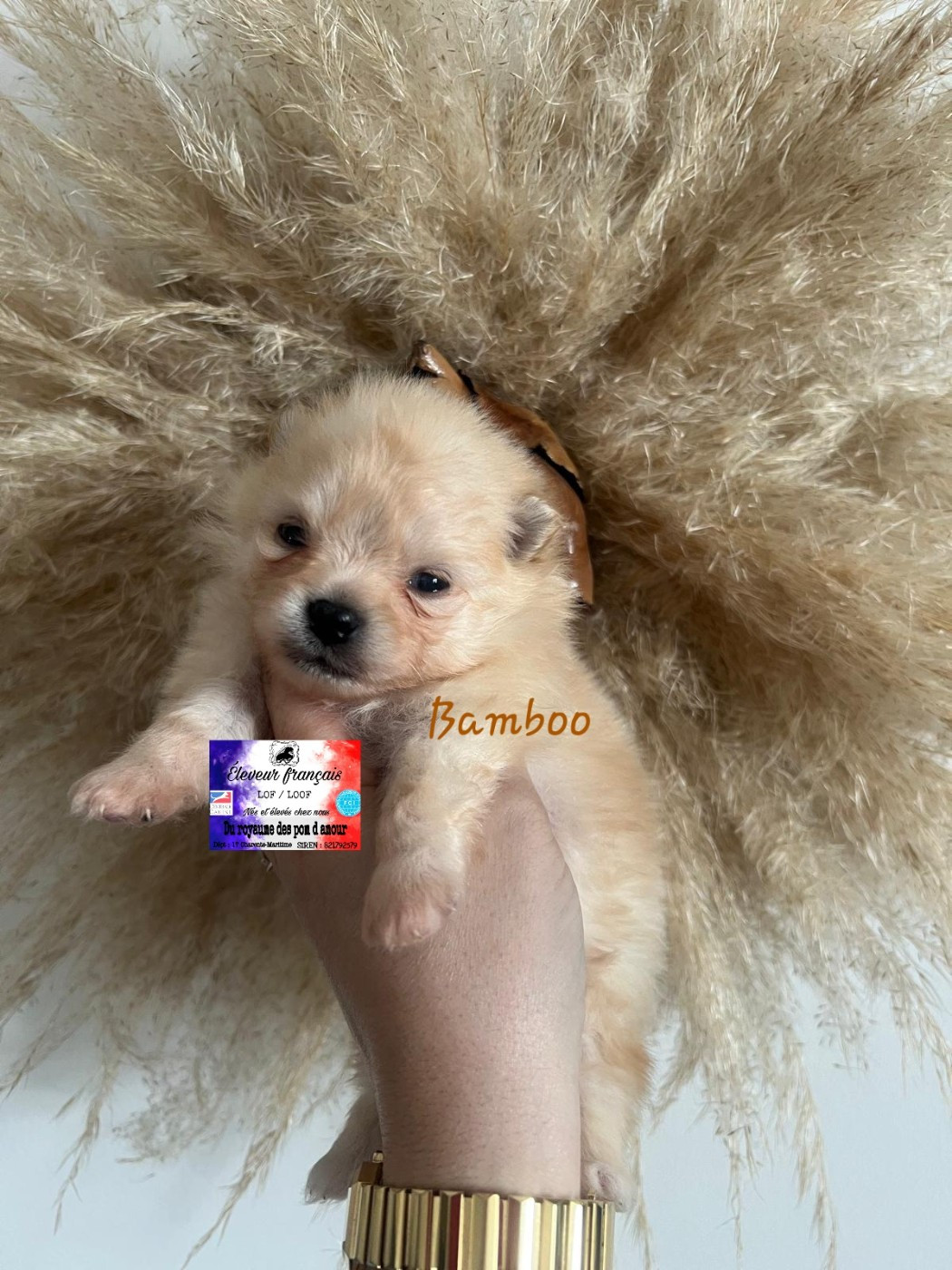 Du Royaume Des Pom d'Amour - Chiots disponibles - Spitz allemand