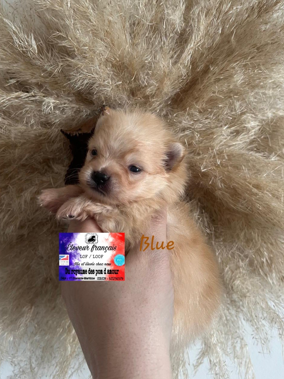 Du Royaume Des Pom d'Amour - Chiots disponibles - Spitz allemand