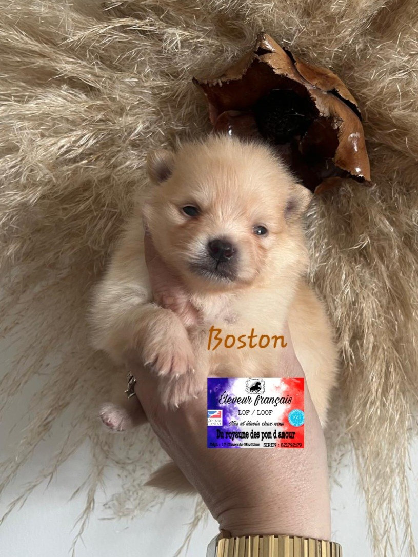 Du Royaume Des Pom d'Amour - Chiots disponibles - Spitz allemand