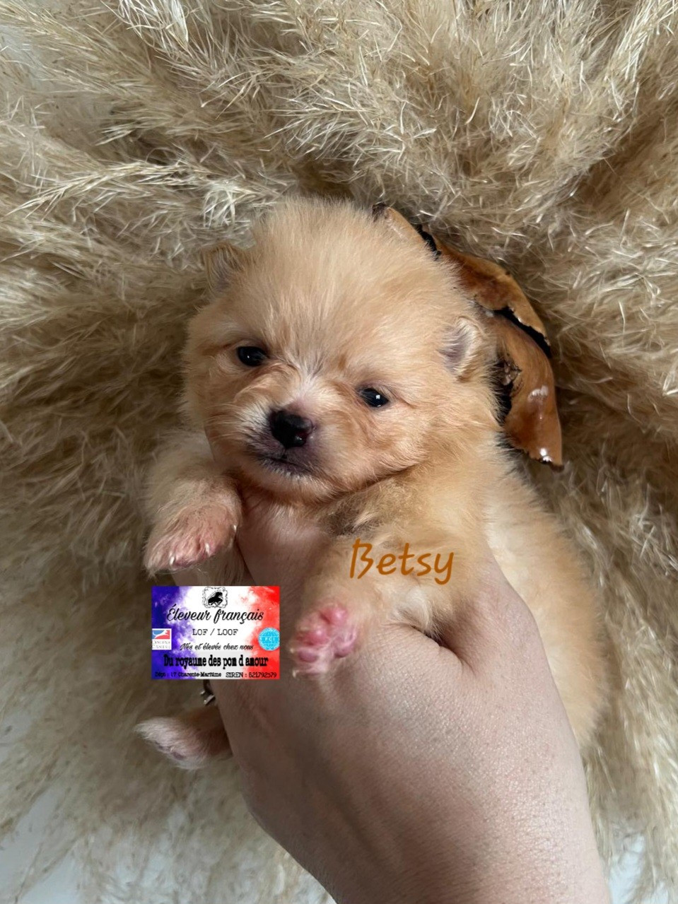 Du Royaume Des Pom d'Amour - Chiots disponibles - Spitz allemand