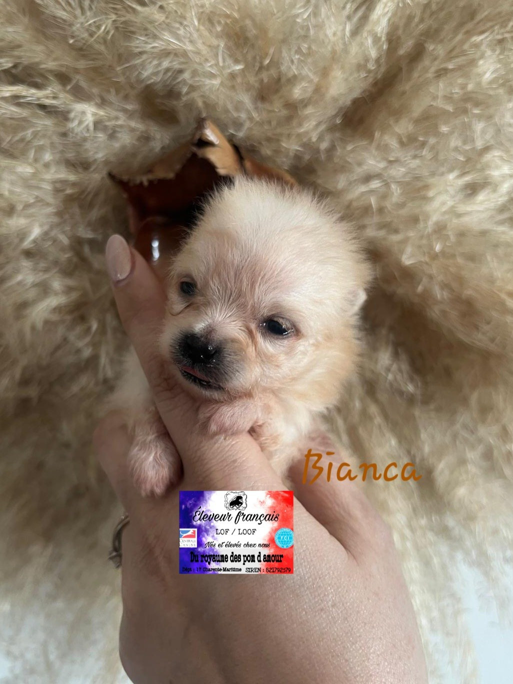 Du Royaume Des Pom d'Amour - Chiots disponibles - Spitz allemand