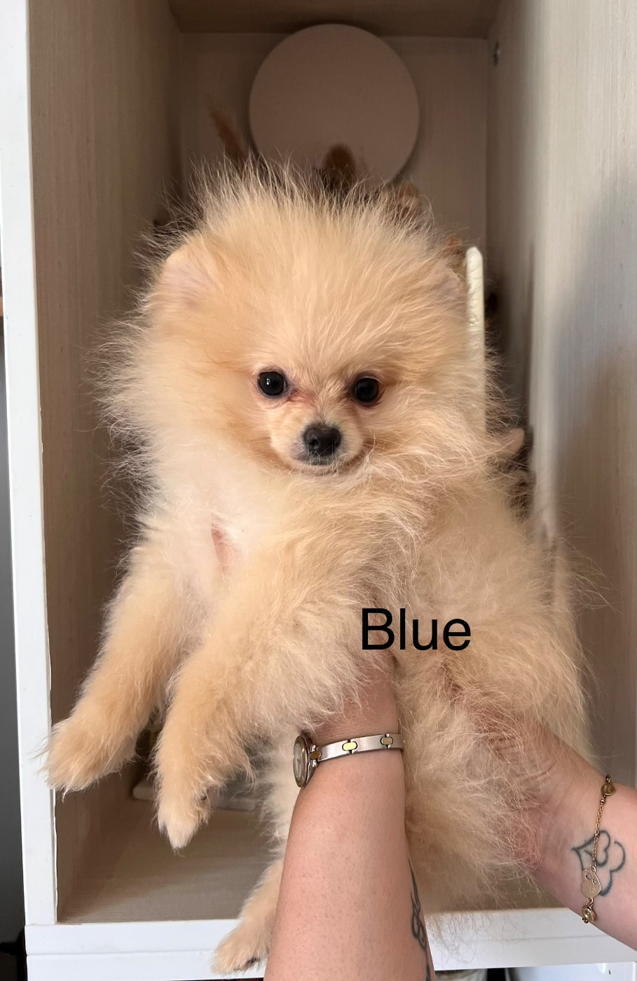 Du Royaume Des Pom d'Amour - Chiots disponibles - Spitz allemand