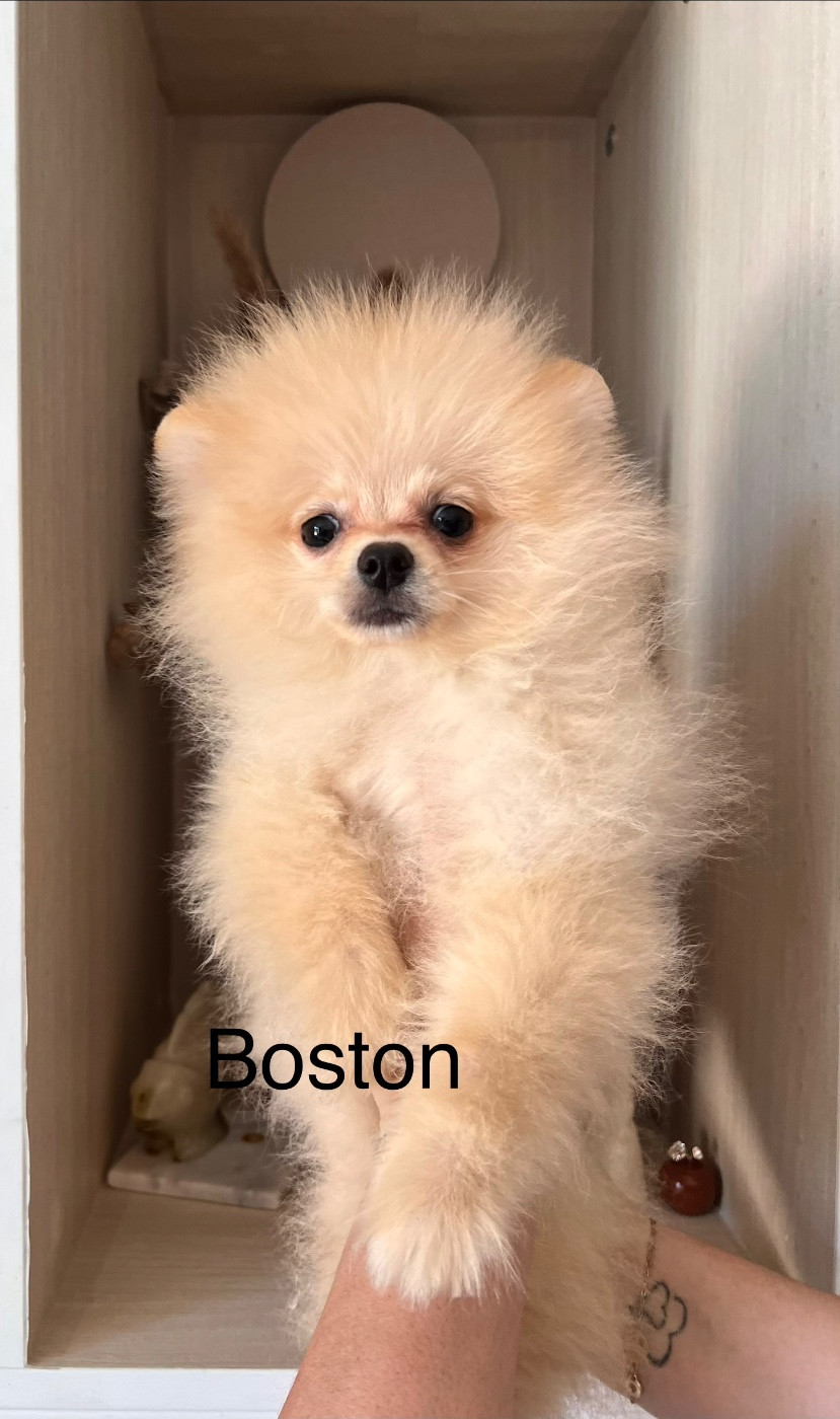Du Royaume Des Pom d'Amour - Chiots disponibles - Spitz allemand