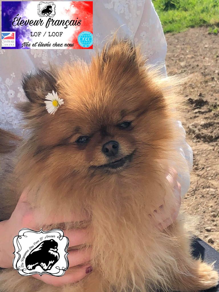 Chiot Spitz allemand Du Royaume Des Pom d'Amour