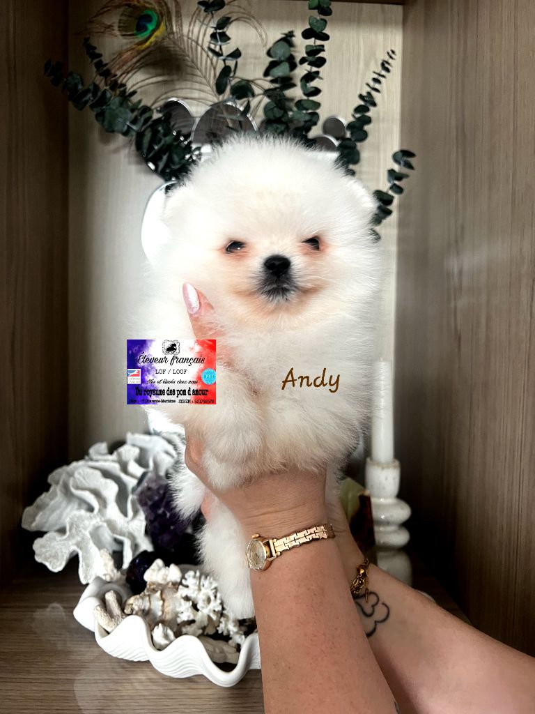 Du Royaume Des Pom d'Amour - Chiots disponibles - Spitz allemand