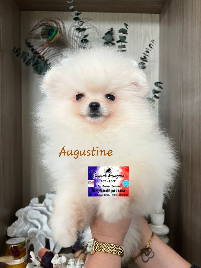 Du Royaume Des Pom d'Amour - Chiots disponibles - Spitz allemand