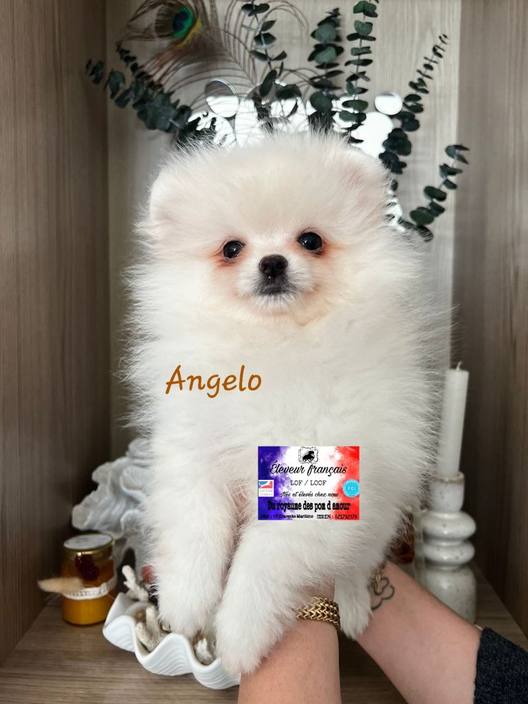 Du Royaume Des Pom d'Amour - Chiots disponibles - Spitz allemand