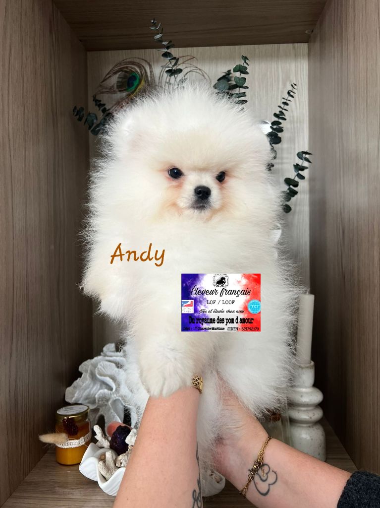 Du Royaume Des Pom d'Amour - Chiots disponibles - Spitz allemand
