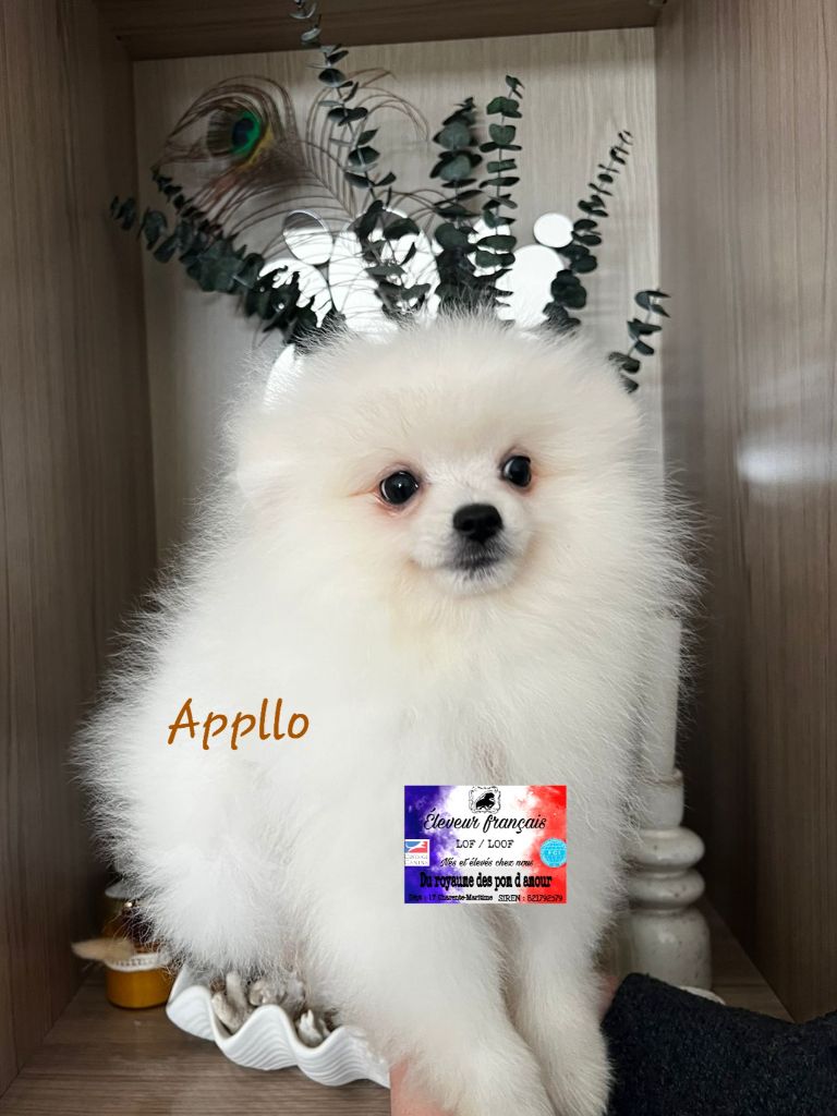 Du Royaume Des Pom d'Amour - Chiots disponibles - Spitz allemand