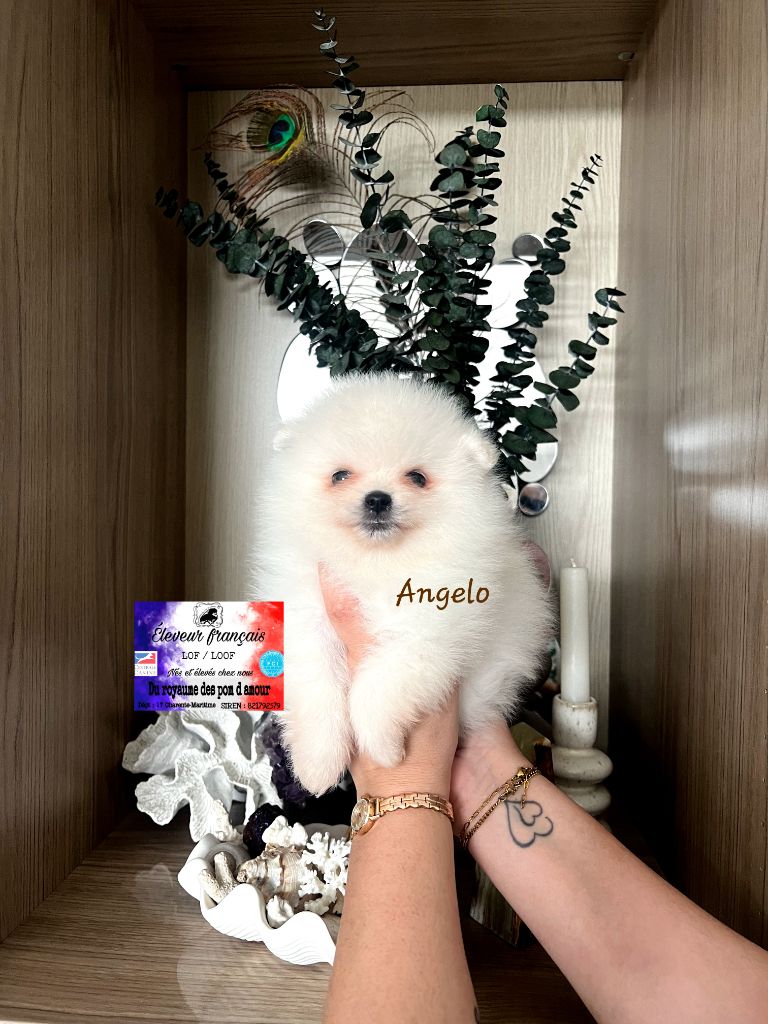 Du Royaume Des Pom d'Amour - Chiots disponibles - Spitz allemand