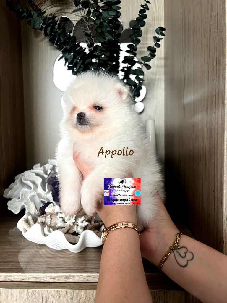 Du Royaume Des Pom d'Amour - Chiots disponibles - Spitz allemand
