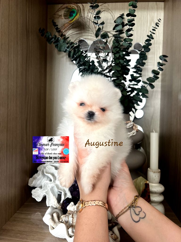 Du Royaume Des Pom d'Amour - Chiots disponibles - Spitz allemand