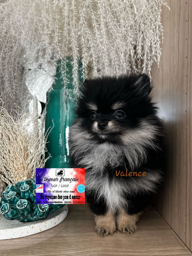 Du Royaume Des Pom d'Amour - Chiots disponibles - Spitz allemand