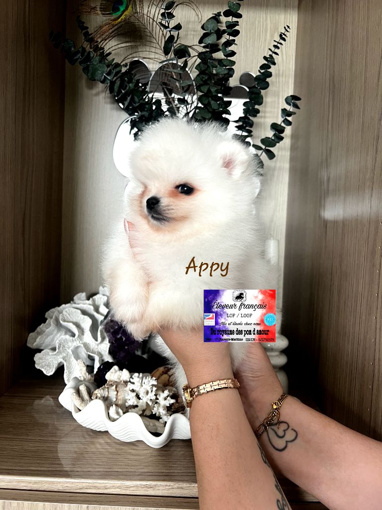 Du Royaume Des Pom d'Amour - Chiots disponibles - Spitz allemand